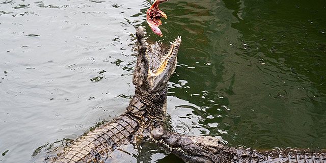 Crocodile giant tortoises park nature reserve (23)